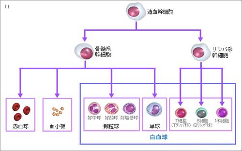 揭秘猫咪淋巴细胞比率偏高的神秘原因与应对策略