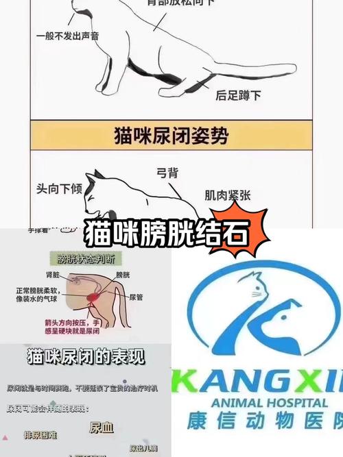 揭秘猫咪膀胱结石手术费用与关键因素