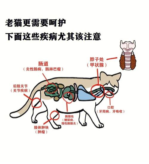 猫咪肝腹水不传染，了解症状和护理方法至关重要