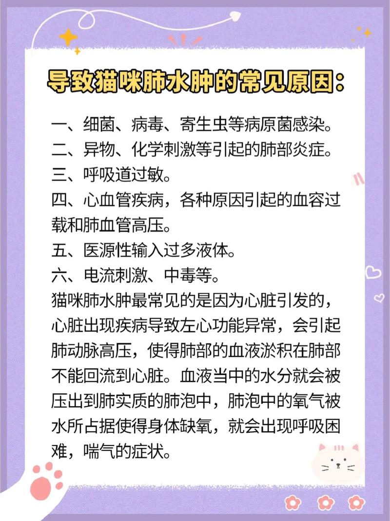 猫咪肺水肿的诊断与治疗