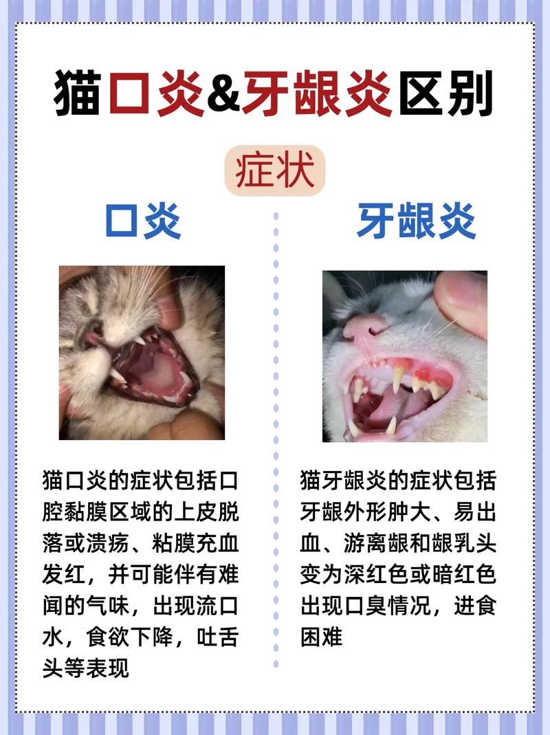 猫咪牙龈炎，传播秘密与预防指南