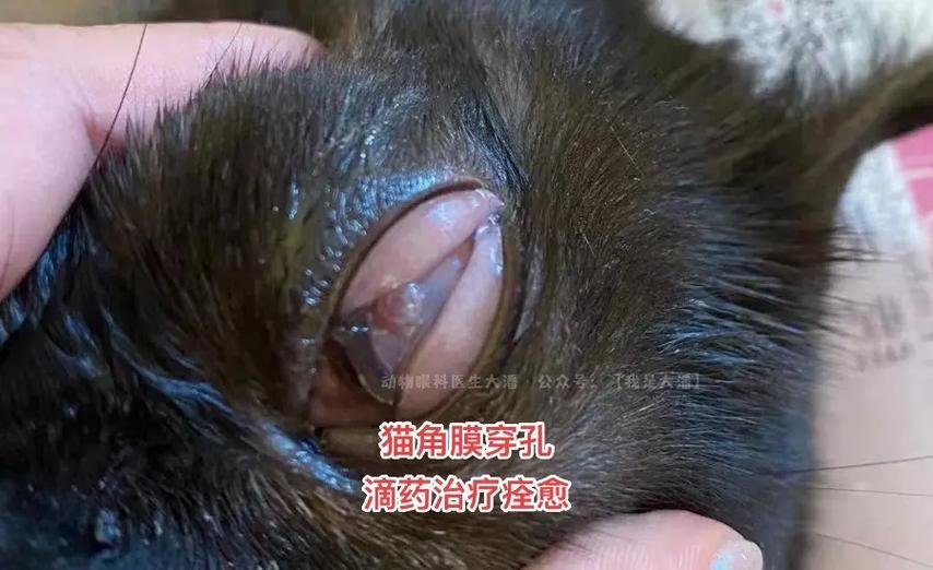 猫咪的眼睛为何透明？