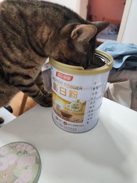 猫咪能吃蛋白粉吗？你可能需要重新思考