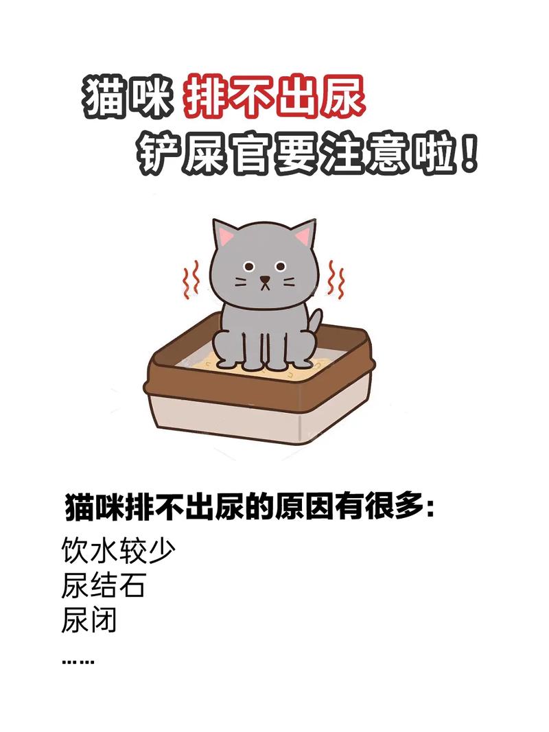 猫咪尿失禁，你是否知道如何正确应对？