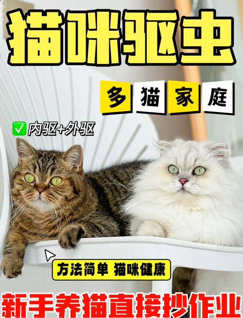 猫咪洗澡与驱虫，真相揭秘