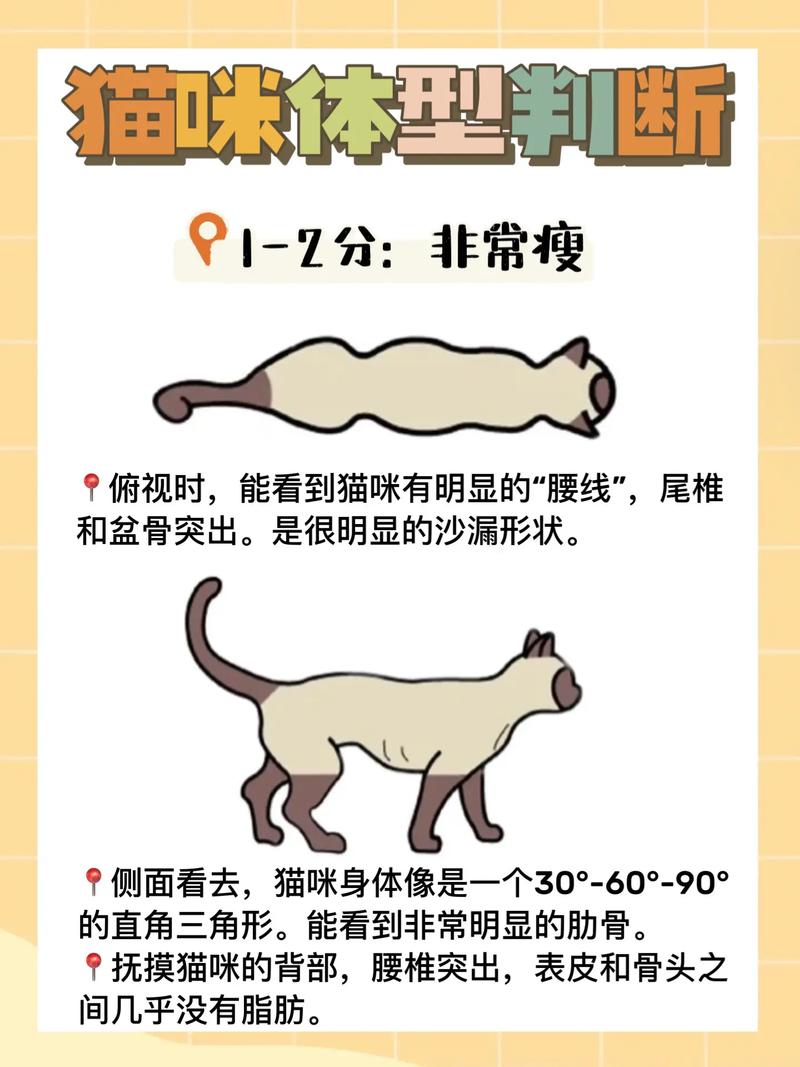 揭秘猫咪肚量，了解猫咪肚子大小的秘密