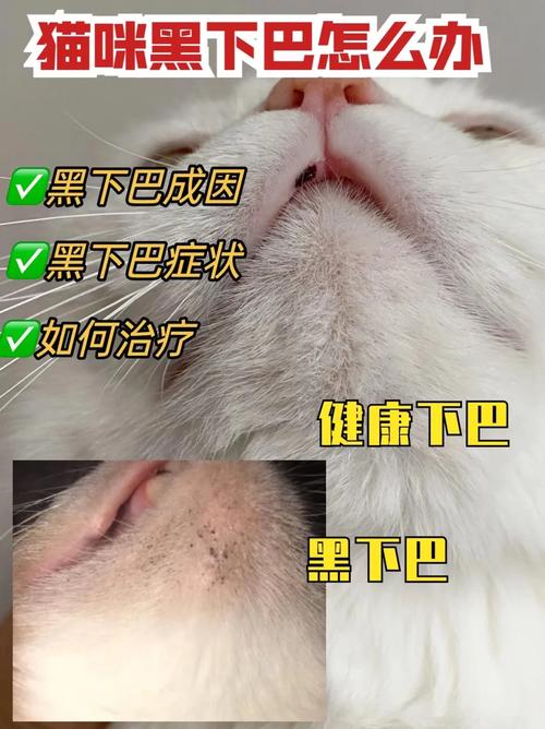 猫咪乳头毛囊炎，如何识别与治疗