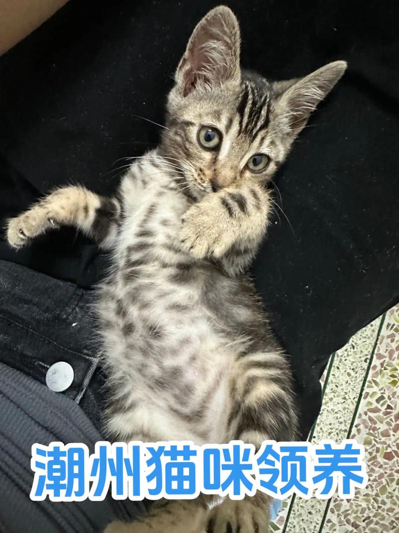 潮州领养猫咪的网站