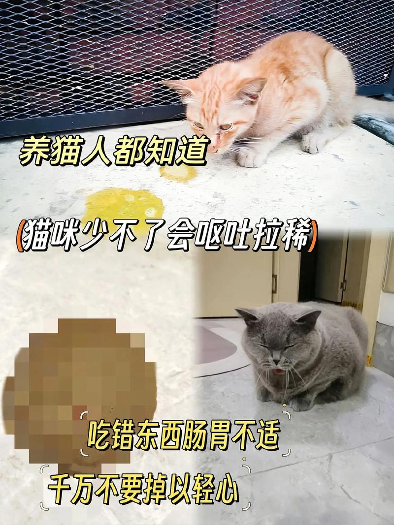 猫咪拉肚子是否会传染给人？