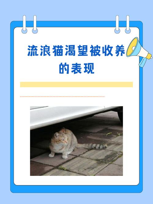 猫咪找家庭式寄养，为流浪猫提供温馨新家