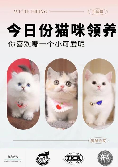 湖南领养猫咪指南，为新家庭带来温暖