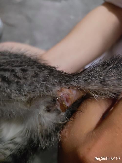 猫咪屁股烂了？如何正确处理及预防