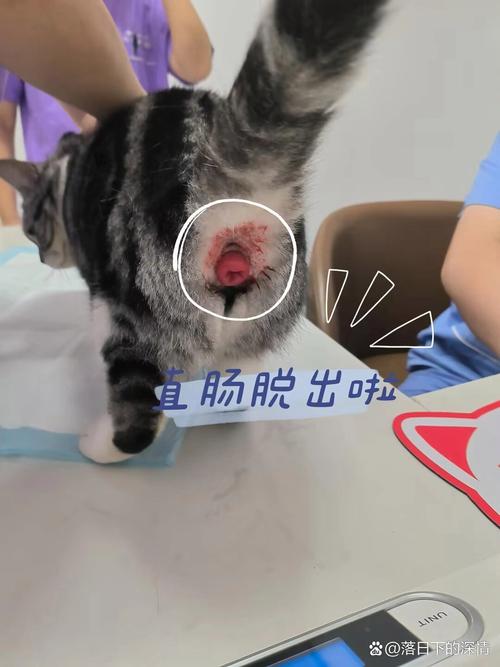 猫咪屁眼烂了？这样处理才是正解