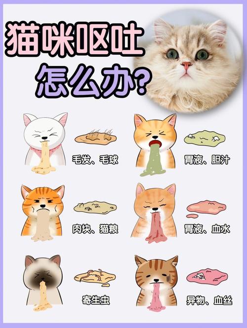 猫咪腹泻？妈咪爱——给小猫的温暖守护