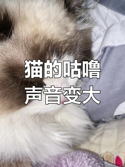 猫咪的咕噜声，治愈心灵的魔法音符