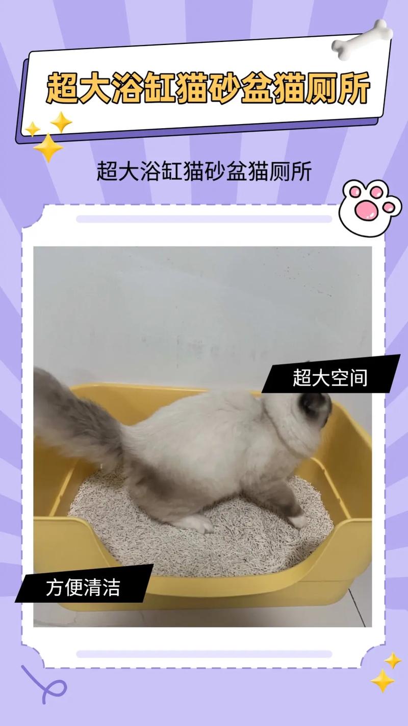 揭秘猫咪为何钟情于猫砂盆