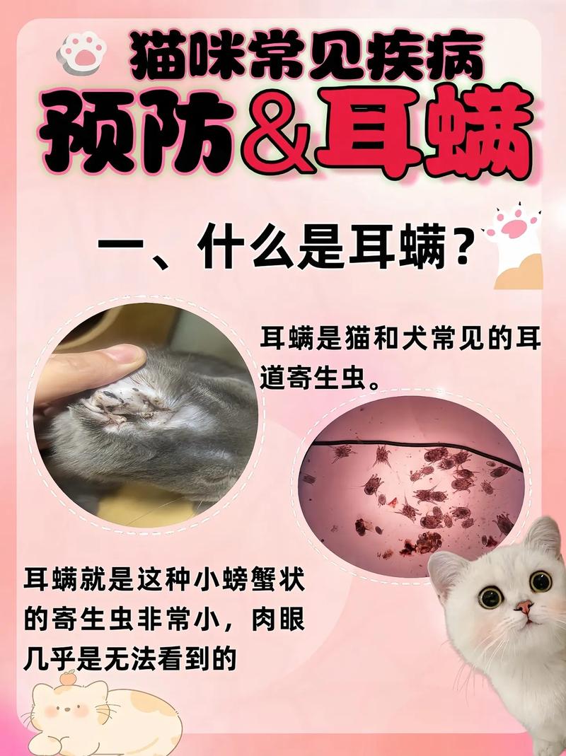 猫咪为何易患耳螨？如何有效预防与治疗？