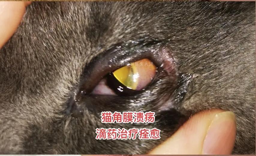 猫咪的隐形敌人——揭秘病毒性角膜炎