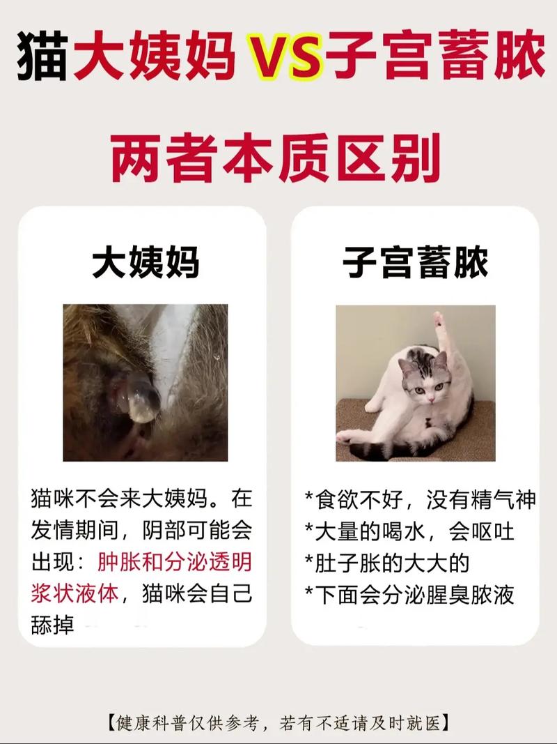 揭秘小猫咪屁股出血的五大原因