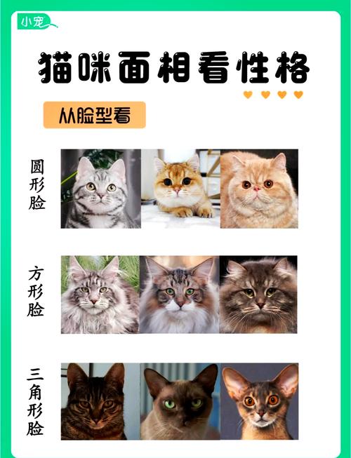 猫咪为什么需要剃掌毛？揭秘这一行为的奥秘