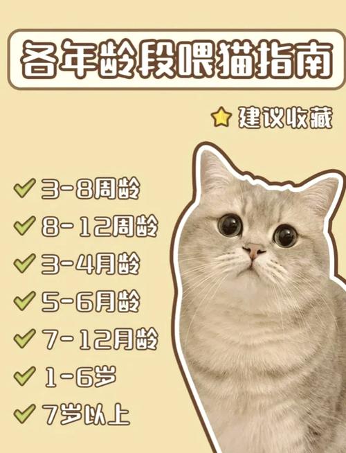 小猫咪的美食指南，揭秘哪些食物它们不能碰