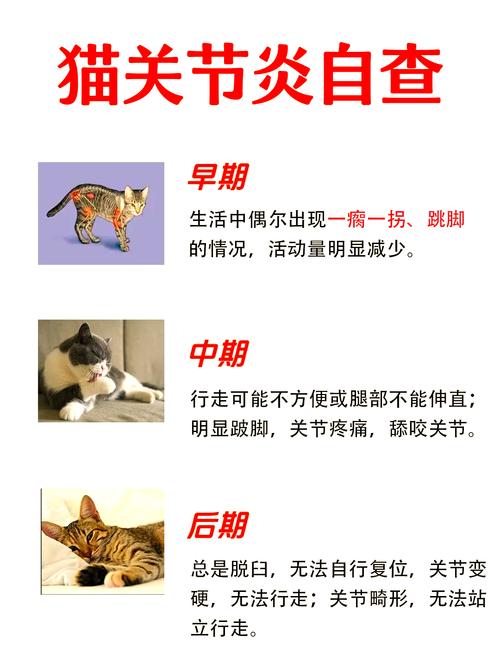 猫咪腿瘸了能否自行康复？