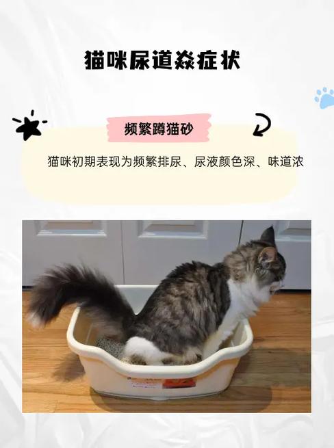 猫咪尿道感染，预防与治疗全攻略