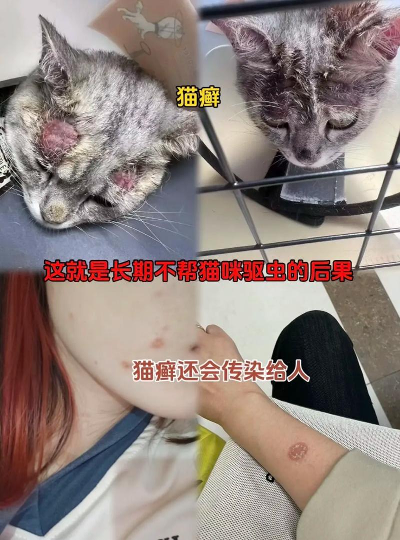 猫咪身上的隐形敌人，常见寄生虫的全面解析