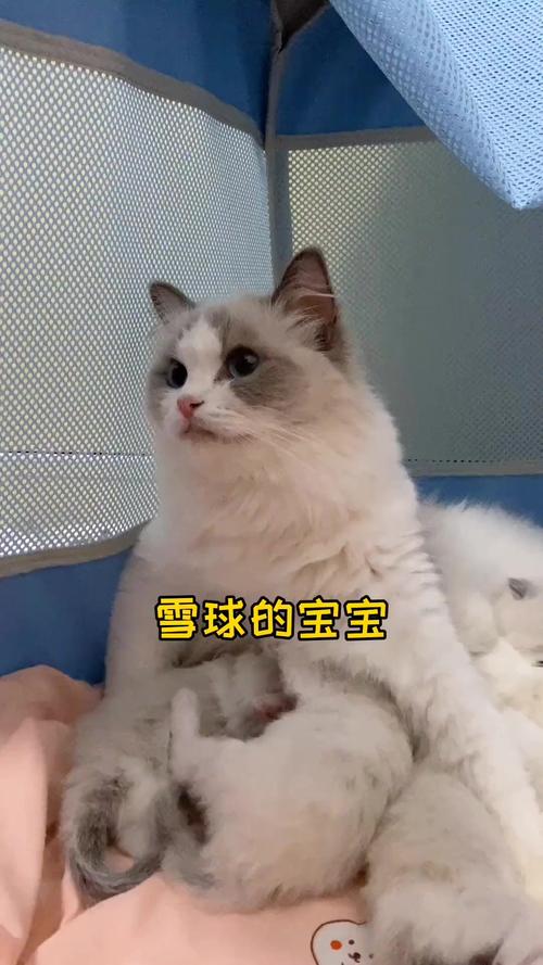 猫咪真的能喝牛奶吗？你家小猫是否也是奶猫？