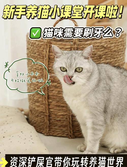 揭秘猫咪健康密码，一次全面体检的重要性