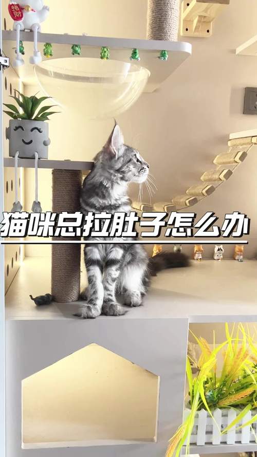 猫咪总拉肚子？这样做有效！