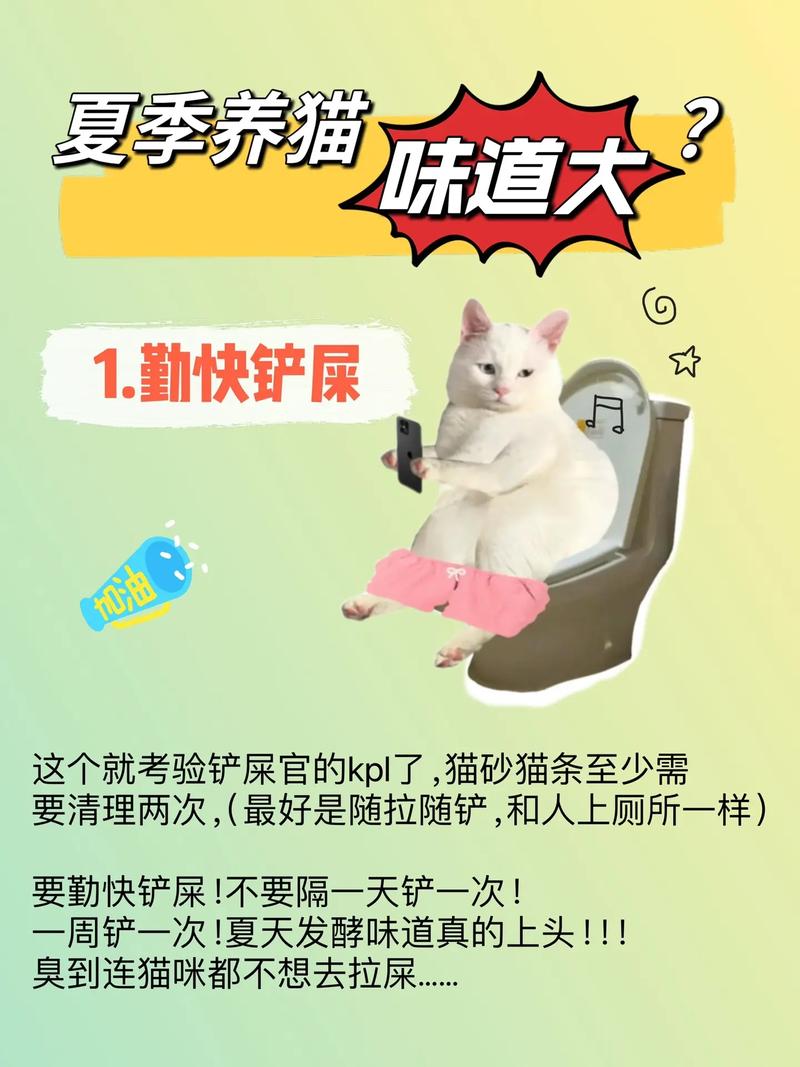 3个月猫咪体味大？专家教你轻松解决