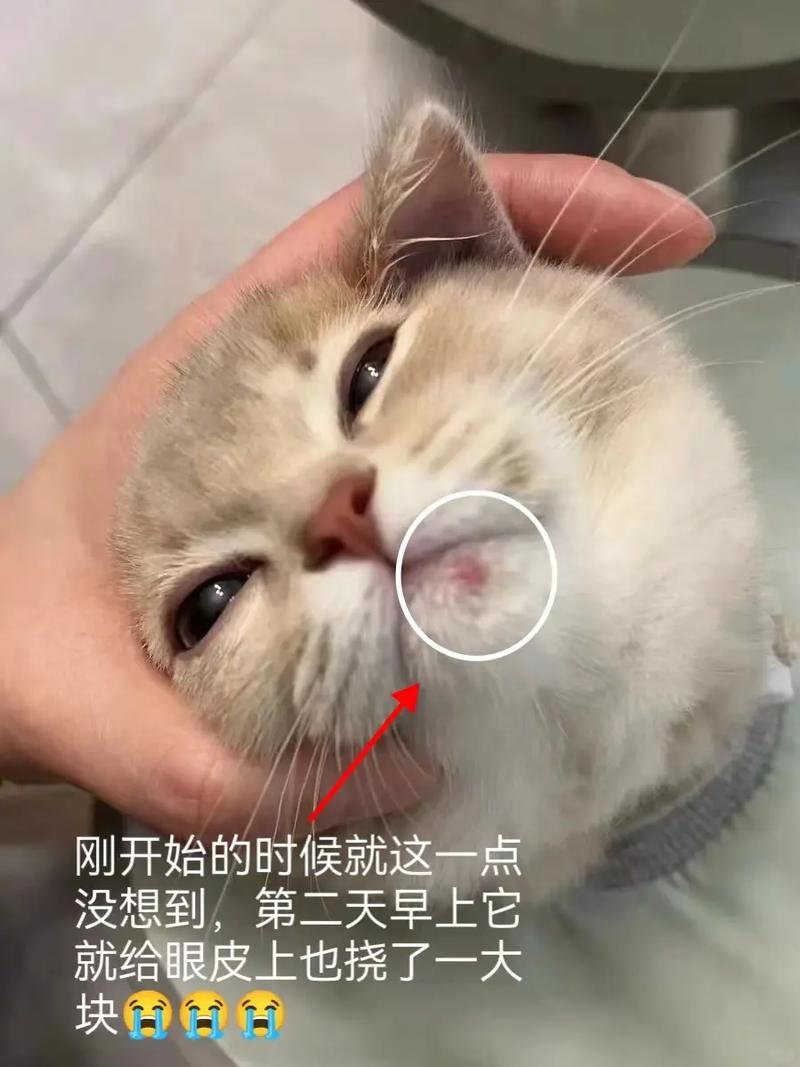 治愈猫癣的秘密，给猫咪的健康疗愈之路