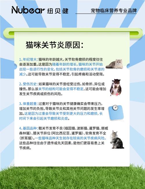 治愈猫咪关节炎，全面指南