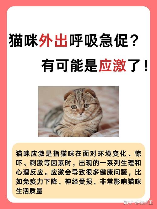 猫咪呼吸急促？掌握这些急救知识让你更从容