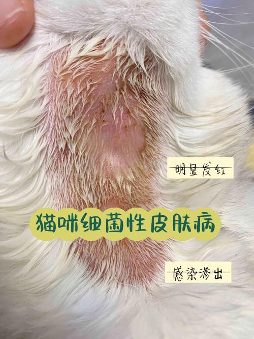 揭开猫咪细菌性皮肤病的神秘面纱