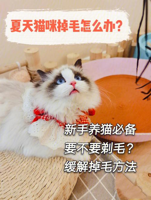 小猫咪真的需要剃毛吗？——探析猫咪的毛发护理需求