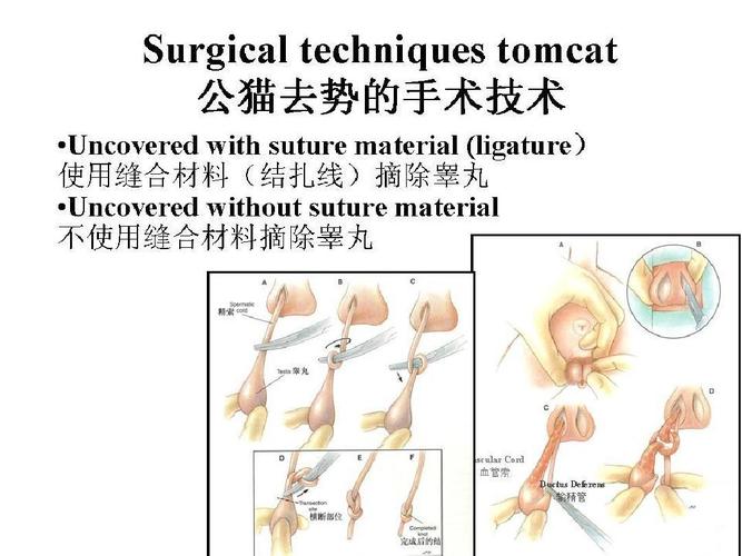 探秘公猫节育手术费用，为您揭示背后真相