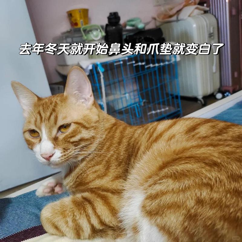 猫咪牙龈红肿，如何正确护理