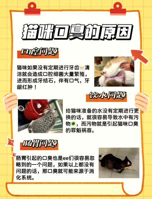 猫咪口臭问题，6个月大幼猫的常见烦恼与解决之道