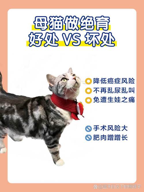 猫咪是否需要做绝育手术