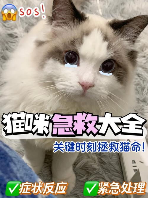 关键时刻，母猫流血怎么办？