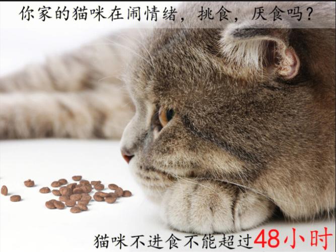 猫咪拒食，如何识别潜在问题并及时应对