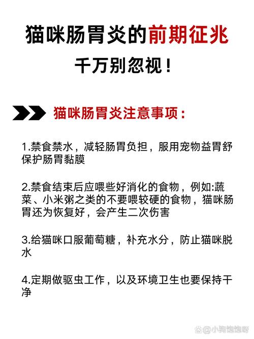 猫咪肠胃炎恢复的正确食物选择