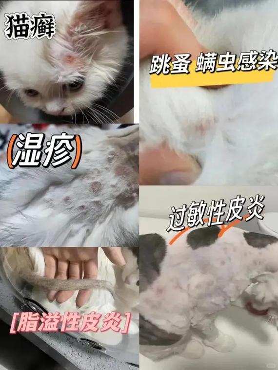 揭秘猫咪跳蚤过敏性皮肤炎，预防与治疗全攻略