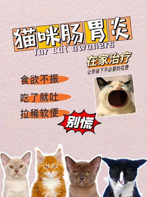 猫咪结肠炎，症状与治疗全攻略