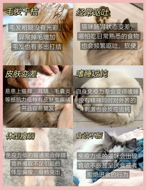 猫咪如何通过饮食增强免疫力