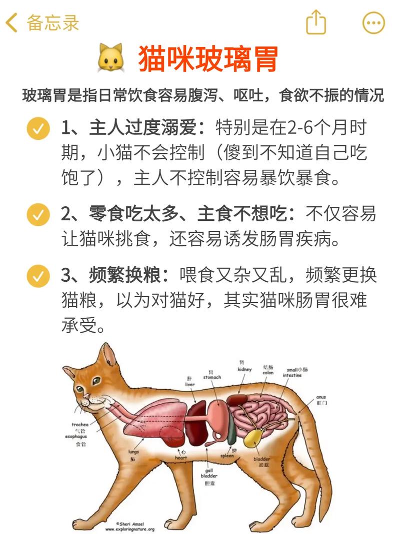 猫咪为什么会肠胃炎？揭秘猫儿肠胃健康的秘密