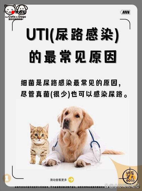 猫咪尿路感染，恢复周期详解