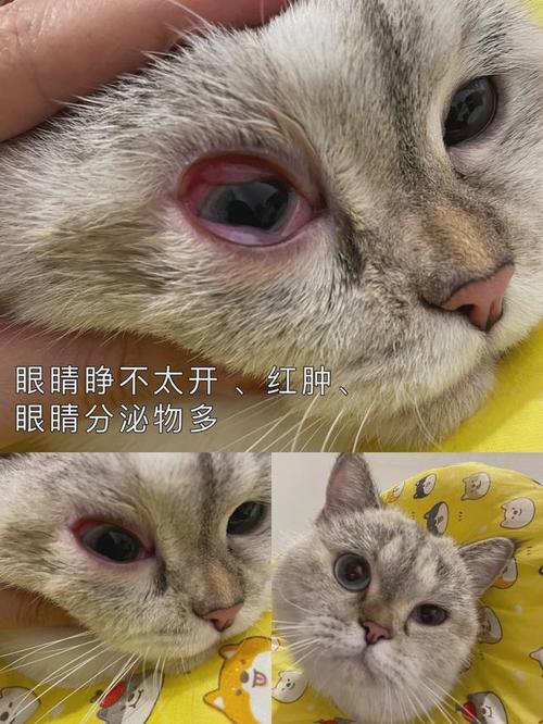 猫咪眼睛肿了？别急，这可能是这些常见原因